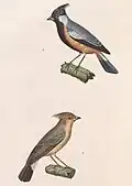 Charitospiza eucosma, 1838