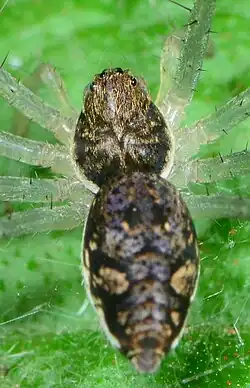 female C. ambiguus