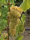 Chasselas, for vat and table wine