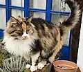 Long-haired tortoiseshell calico cat