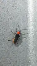 Chauliognathus tricolor