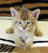Very young Chausie kitten. Eye and coat colour not yet fully developed.