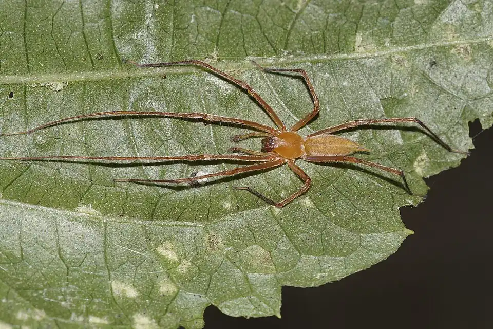 C. danieli