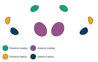 The eye arrangement of spiders in the genus Cheiracanthium