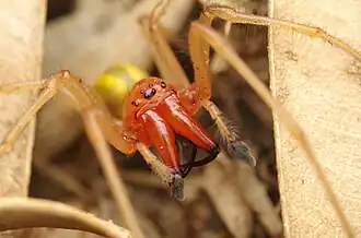 C. punctorium