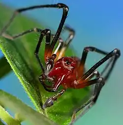 male Cheiramiona krugerensis