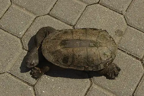 South-western Snake-necked Turtle
