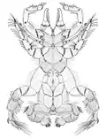 Chelypus macroceras, ventral view