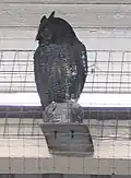 A carved wooden owl above platform 4 was intended to scare away pigeons, apparently declared unsuccessful in 1987.[83]