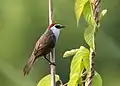 Image 10The chestnut-capped babbler (Timalia pileata) is a passerine bird of the Timaliidae. It is monotypic within the genus Timalia. The pictured specimen of this native bird of Bangladesh was photographed at Himchari National Garden, Cox's Bazar. Photo Credit: Syedabbas321
