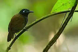 Chestnut-backed antbird