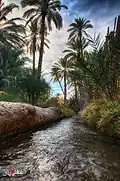 Chetma Oasis