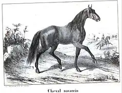 A dark-coated horse moving at a walk in a countryside landscape, with riders in the background.