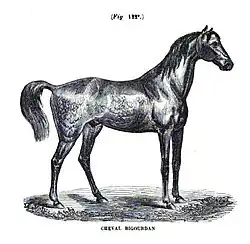 Engraving of a bare dark-coated horse in profile, standing still.