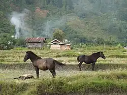 Gayo breed horses in a meadow at Takengon