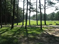 Pine forests along Route 108