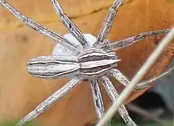 Chiasmopes namaquensis