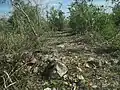 View of the archaeological site around Hacienda Chichí Suárez.