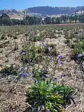 Chicory growing in a field in Australia, mature plant with blue flowers