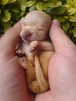 Image 62Chihuahua puppy (from Puppy)