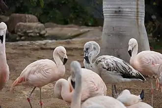 The Chilean flamingo is classified as "Near-threatened" in 2018, due to the illegal mining, irrigation and hunting for eggs and adults.