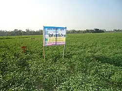Chilli Fields in Sonatala Upazila