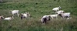 A number of Chillingham cattle grazing