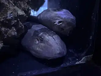 Resting in a pile, at the Vancouver Aquarium