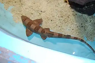 Dorsal view, at the Las Vegas Natural History Museum