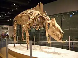 Chilotherium