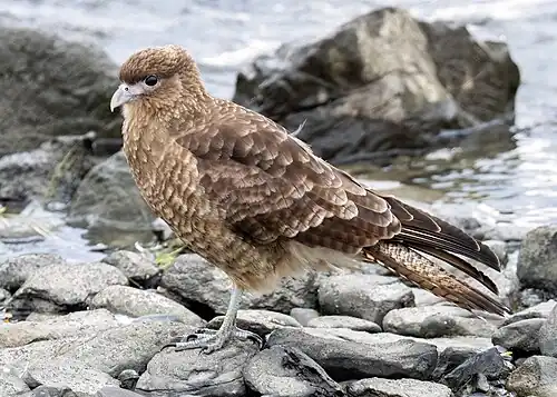 Female, Puerto Natales, Chile