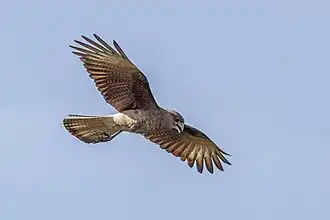 Female D. c. chimango Colonia, Uruguay