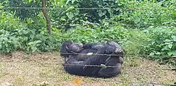 Image 15Chimpanzee at Mefou primate sanctuary (from Tourism in Cameroon)