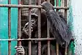 Chimpanzee