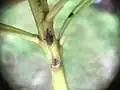 C. aurantiacus on the stem of Myoporum laetum