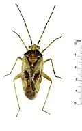 C. aurantiacus