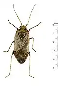 C. elongatus