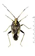 C. indeclivis