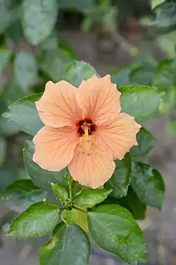Orangish flower