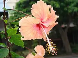 Hibiscus 'Madeline Champion'