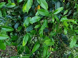 Flowers and buds