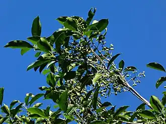 Immature fruit