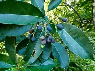 Mature fruit