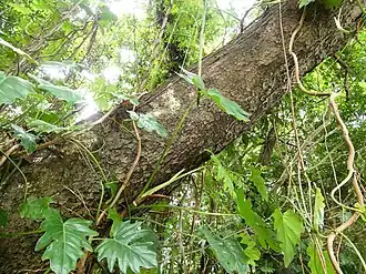 Trunk of large tree