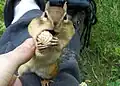 Peanut during storage