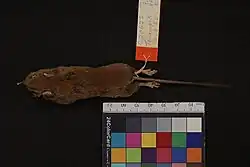 Chiropodomys muroides specimen with tail measurement