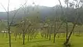 Chitlang Pear Garden