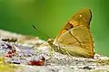 Chitoria ulupi arakii male