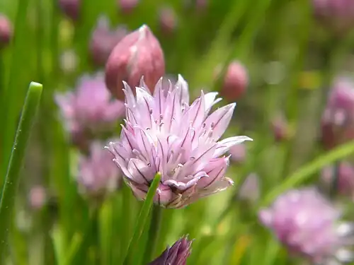 Flower with bud