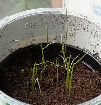 Seedlings